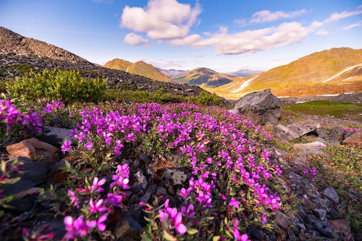 Sloping hillsides in the Yukon, Canada, showing the natural wilderness of the territory